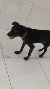 Aufamily Abrigo - Os Animais da Aufamily Precisam de Vocês!