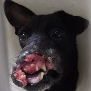 Financiamento Coletivo - Os Animais da Aufamily Precisam de Vocês!