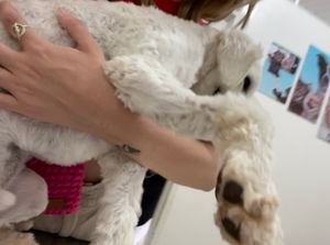 Saúde e Emergências - Ajude a pagar a cirurgia de reconstrução de fratura e tratamento de infecção do Nico