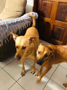 Vaquinha Online - Me ajudem a transportar meus 4 cachorros para o Nordeste. 