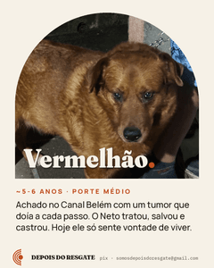 Depois do Resgate imagem 8