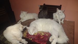 Salvador/BA - Ajuda para 6 gatinhos abandonados 