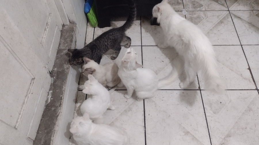 Animais - Ajuda para 6 gatinhos abandonados 