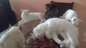 Lumine  - Ajuda para 6 gatinhos abandonados 