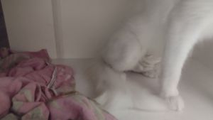 Ajuda para 6 gatinhos abandonados  imagem 7