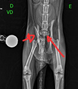 Animais - #Gataderua