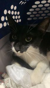 Vaquinha Online - #Gataderua