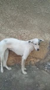 Vaquinha Online - Os cachorros Branca e Felipe foram resgatados em situação de maus tratos e precisaram realizar procedimentos cirúrgicos urgentes, somos protetoras independentes e estamos precisando de ajuda para custear o tratamento e gastos na clínica. Qualquer valor faz diferença 💗