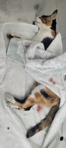 Vaquinha Online - #AJUDEM A BABI, QUE FOI ATROPELADA!! 