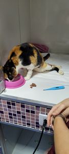 #AJUDEM A BABI, QUE FOI ATROPELADA!!  imagem 9