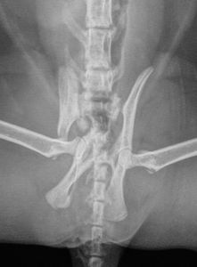 AJUDEM A BABI!! - #AJUDEM A BABI, QUE FOI ATROPELADA!! 