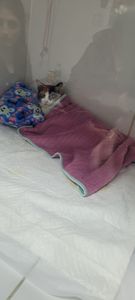 #AJUDEM A BABI, QUE FOI ATROPELADA!!  imagem 10