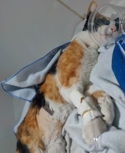 Animais - #AJUDEM A BABI, QUE FOI ATROPELADA!! 