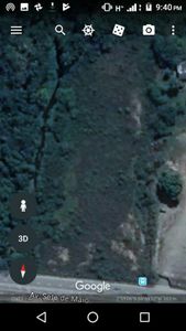 Meio ambiente - Adote uma ÁRVORE na floresta no AMAZONAS.