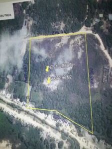 Crowdfunding - Adote uma ÁRVORE na floresta no AMAZONAS.