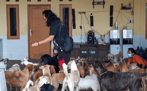 ONGs - Doação para ajudar lar temporário!