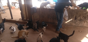 Crowdfunding - Doação para ajudar lar temporário!