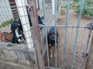 Animais - Vaquinha online 