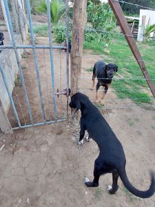 Camacan/BA - Vaquinha online 