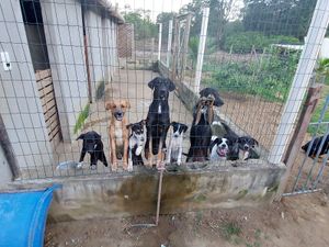 Vaquinha Online - Vaquinha online 