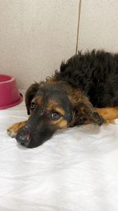 Animais - AJUDA TUPÃ