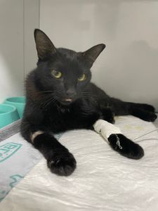 Vaquinha Online - Força para nosso guerreirinho, João!