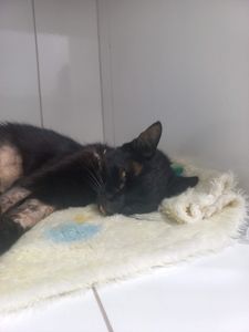 Força para nosso guerreirinho, João! imagem 7