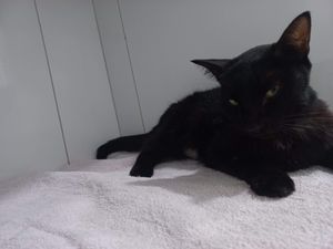 Animais - Força para nosso guerreirinho, João!