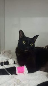 Bauru/SP - Força para nosso guerreirinho, João!