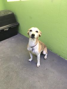 Vaquinha Online - Vamos Ajudar a Liloca