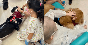 Financiamento Coletivo - Calendário 2024 da ONG Patas Therapeutas