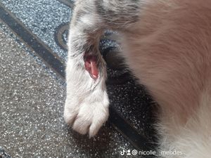 Animais - Ajudem a salvar o pezinho da lilica