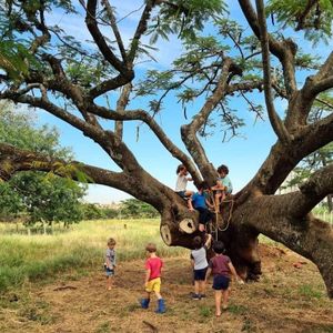 RAÍZES PARA SAMAÚMA imagem 6