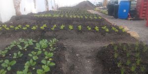 null - aHorta Orgânicos Agricultura Biodinâmica