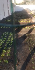 Crowdfunding - aHorta Orgânicos Agricultura Biodinâmica