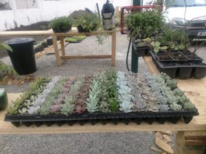 Curitiba/PR - aHorta Orgânicos Agricultura Biodinâmica