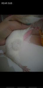 Vaquinha Online - Ajude Essa Rata Twister a Ir Para o Veterinário