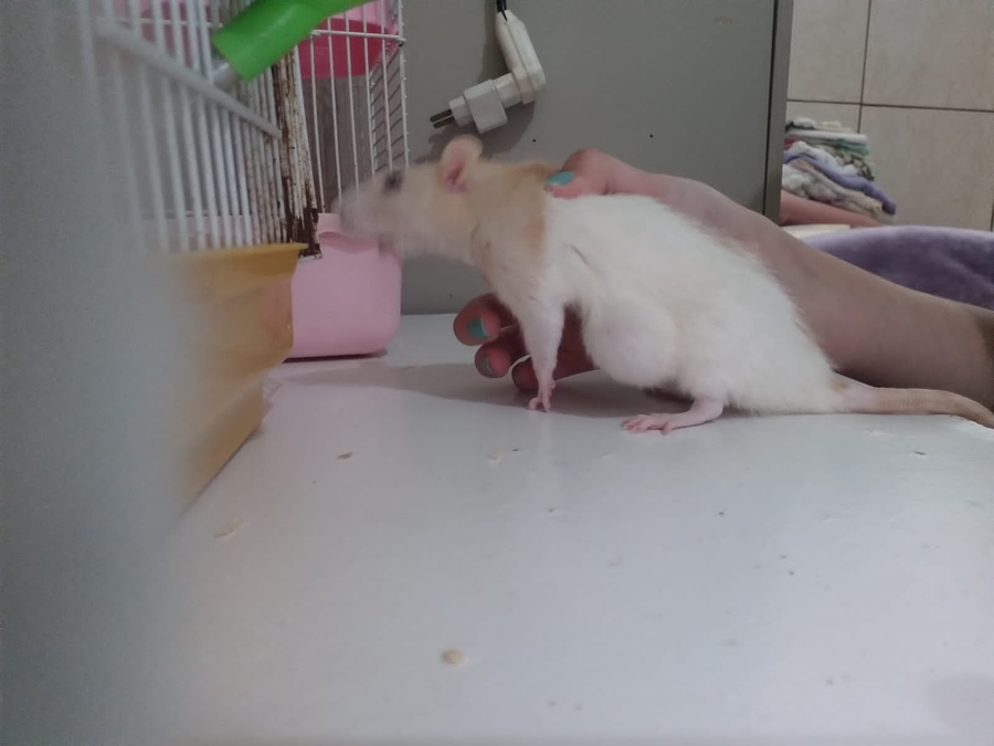 Animais - Ajude Essa Rata Twister a Ir Para o Veterinário
