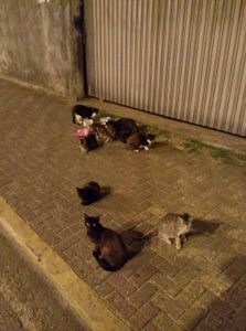 Campanha animal - CAMPANHA ANIMAL 