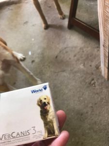 Animais - CAMPANHA ANIMAL 