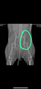 Vaquinha Online - Ajude essa guerreira voltar a andar!