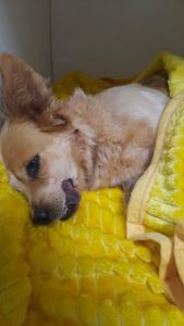 Animais - Ajude essa guerreira voltar a andar!