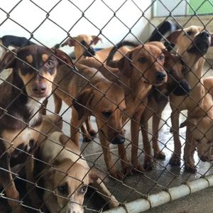 AJUDE A CAUSA ANIMAL EM JACOBINA BA imagem 6