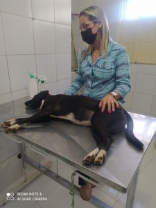 AJUDE A CAUSA ANIMAL EM JACOBINA BA imagem 8
