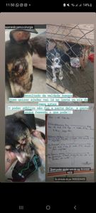 ONGs - AJUDE A CAUSA ANIMAL EM JACOBINA BA