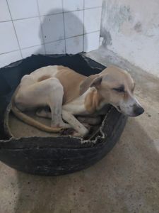 Apa 4 Patas - AJUDE A CAUSA ANIMAL EM JACOBINA BA