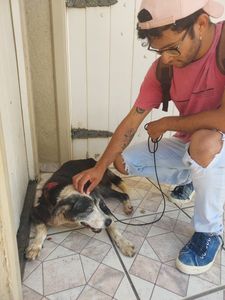 Jacobina/BA - AJUDE A CAUSA ANIMAL EM JACOBINA BA