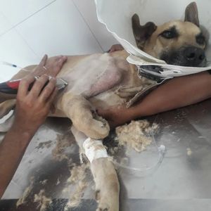 AJUDE A CAUSA ANIMAL EM JACOBINA BA imagem 9