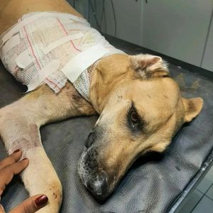 AJUDE A CAUSA ANIMAL EM JACOBINA BA imagem 7