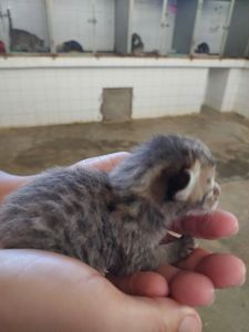 AJUDE A CAUSA ANIMAL EM JACOBINA BA imagem 10